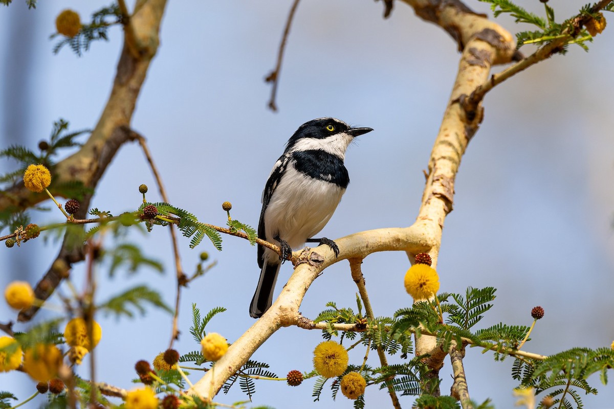 Chinspot Batis - ML643252523