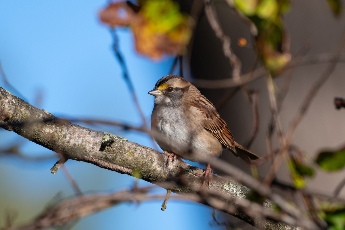Weißkehlammer - ML643252528