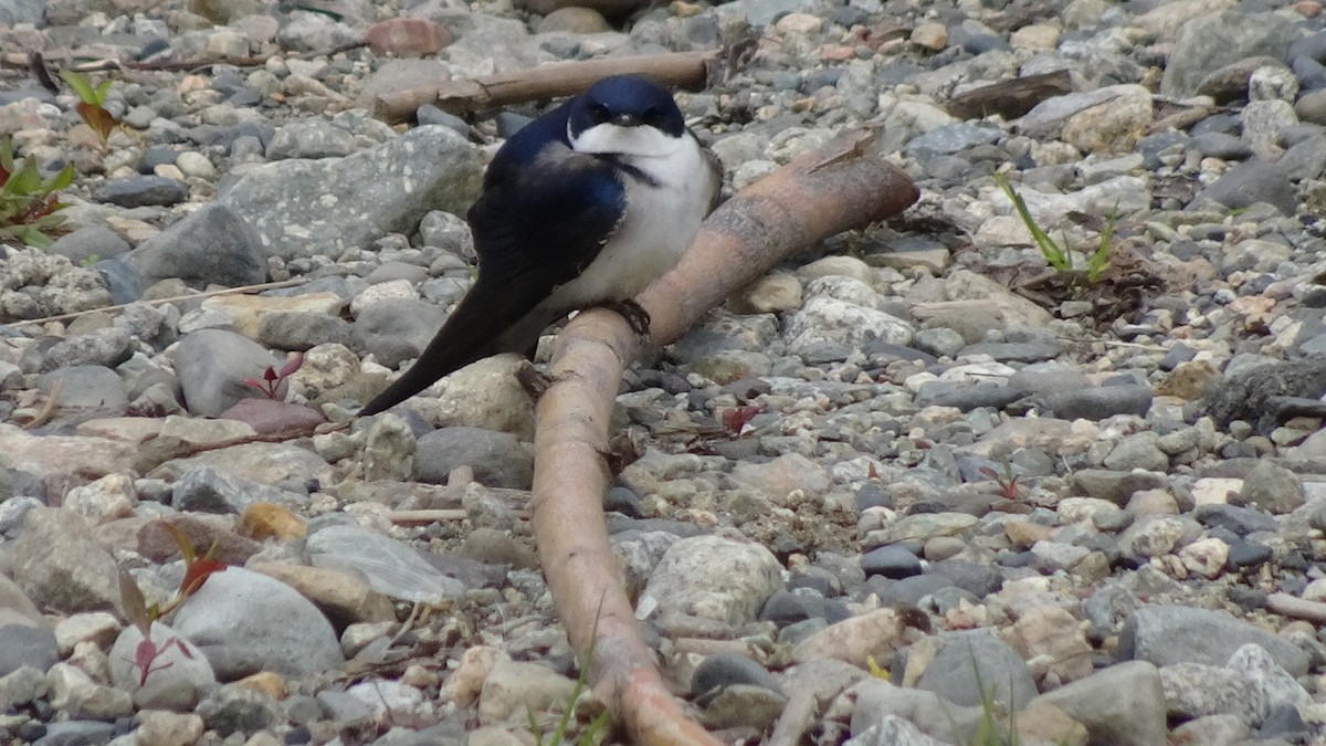 Chilean Swallow - ML643252542