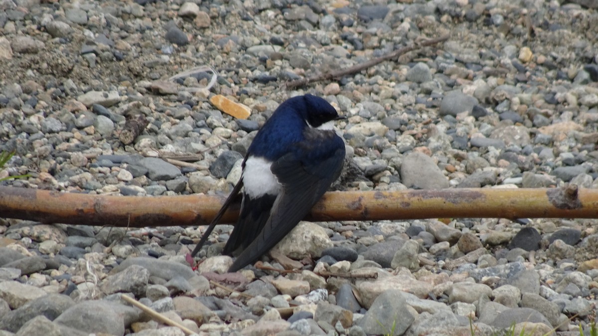 Chilean Swallow - ML643252543