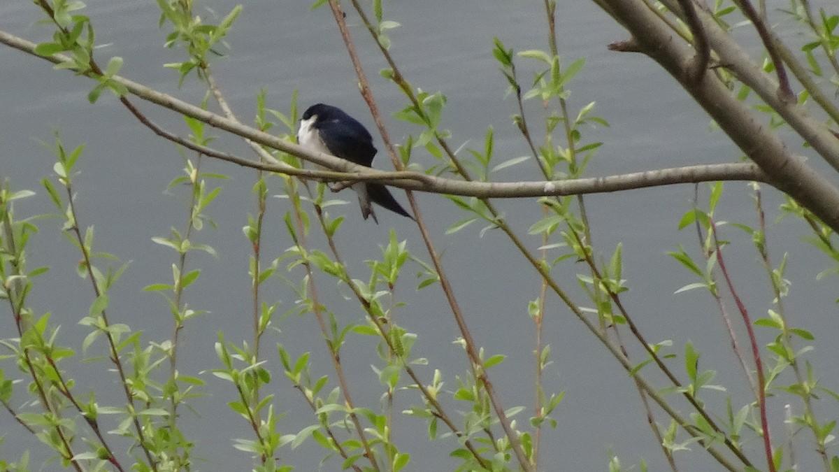 Chilean Swallow - ML643252544