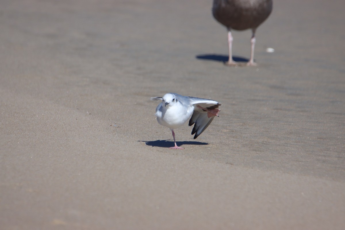 Bonaparte's Gull - ML643252550