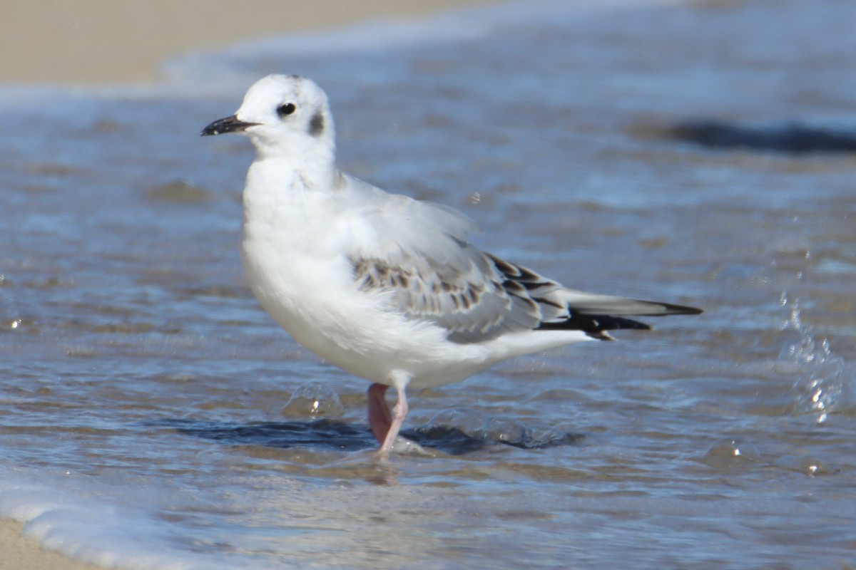 Bonaparte's Gull - ML643252551