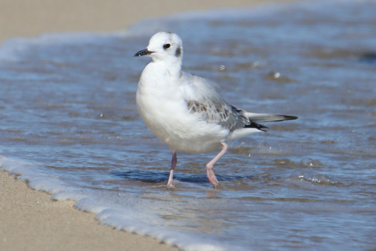 Bonaparte's Gull - ML643252552