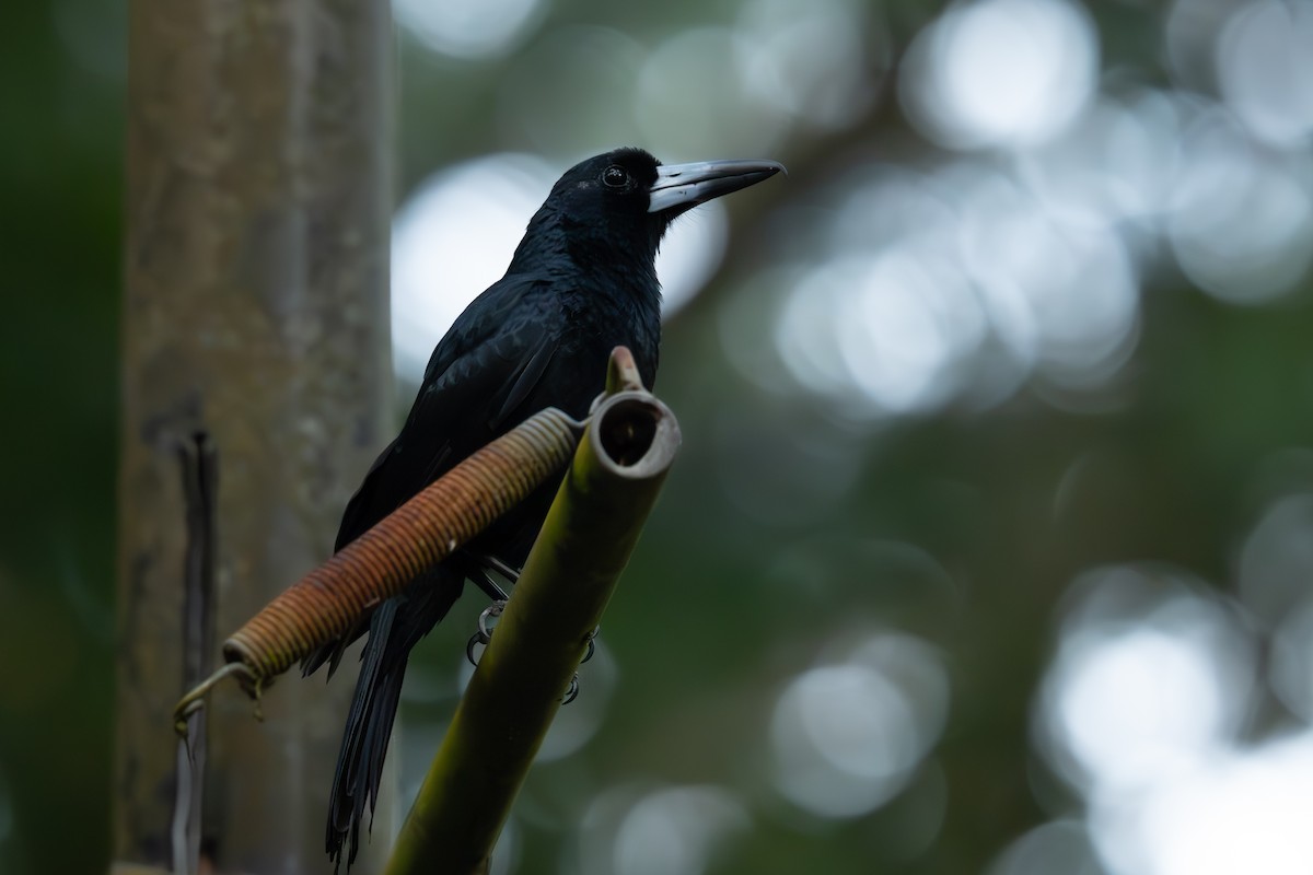 Black Butcherbird - ML643252567