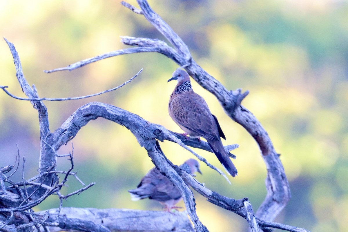 Spotted Dove - ML643252578
