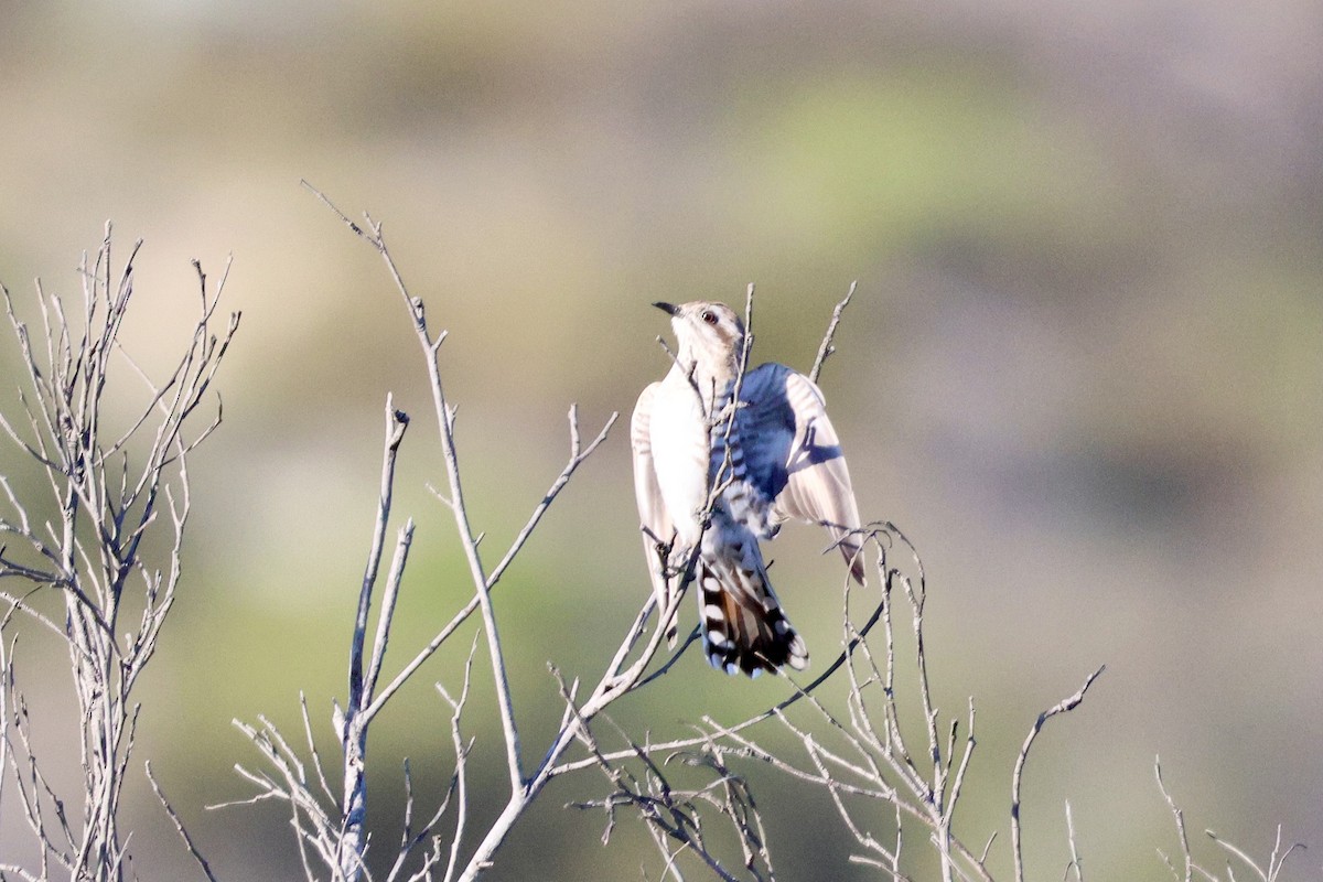Horsfield's Bronze-Cuckoo - ML643252592