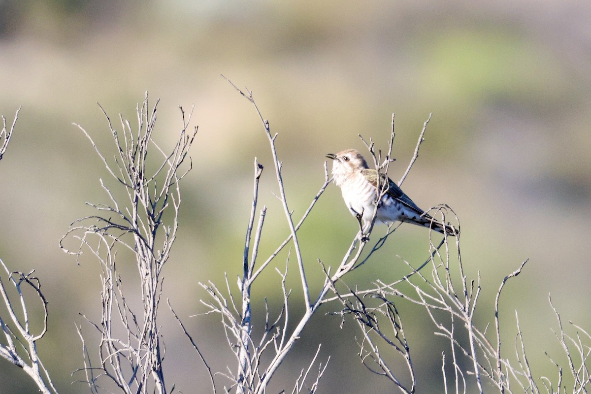 Horsfield's Bronze-Cuckoo - ML643252593