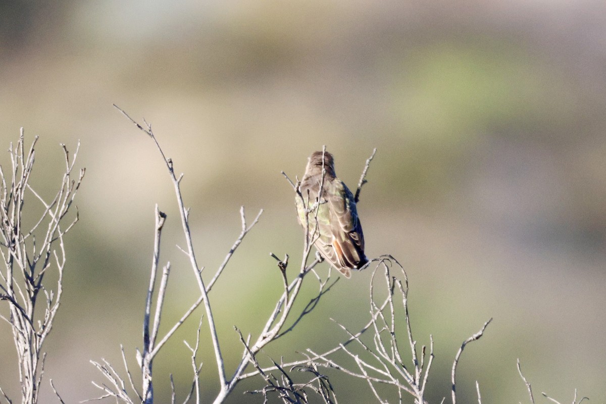 Horsfield's Bronze-Cuckoo - ML643252594