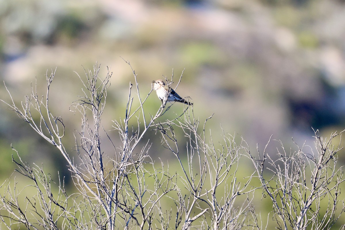 Horsfield's Bronze-Cuckoo - ML643252595