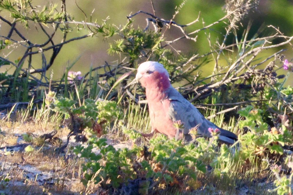 Galah - ML643252611