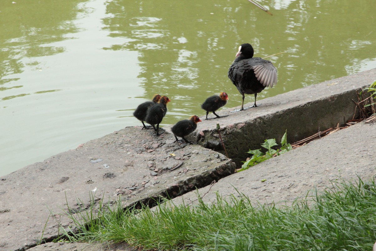 Folaga - ML643252618