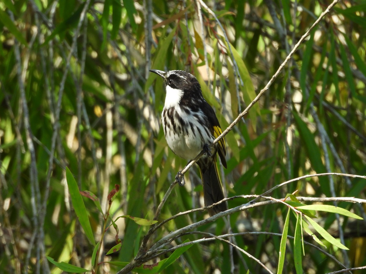 White-cheeked Honeyeater - ML643252624