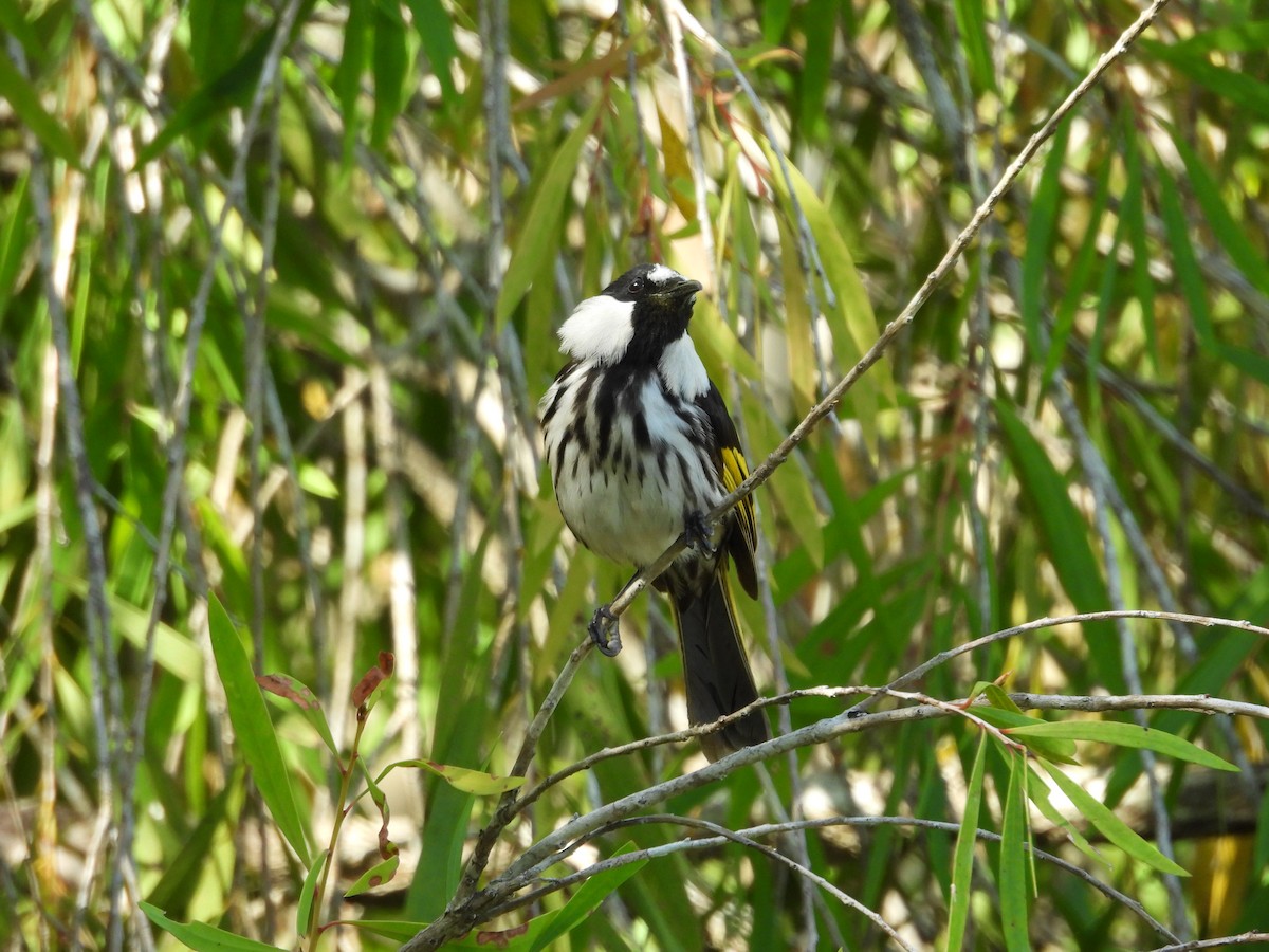 White-cheeked Honeyeater - ML643252625