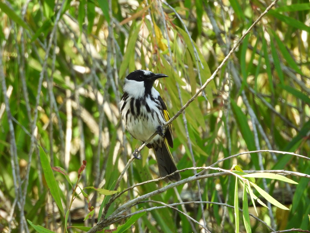 White-cheeked Honeyeater - ML643252629