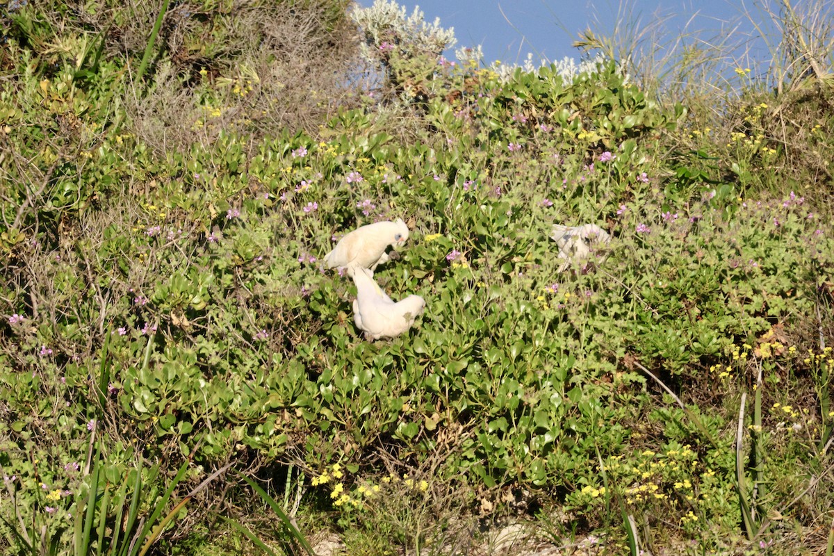 Little Corella - ML643252630