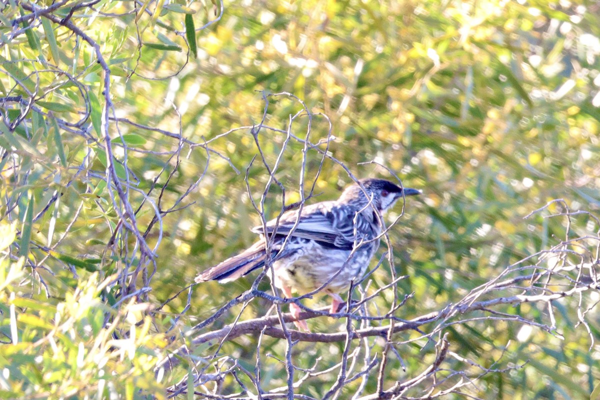 Red Wattlebird - ML643252635