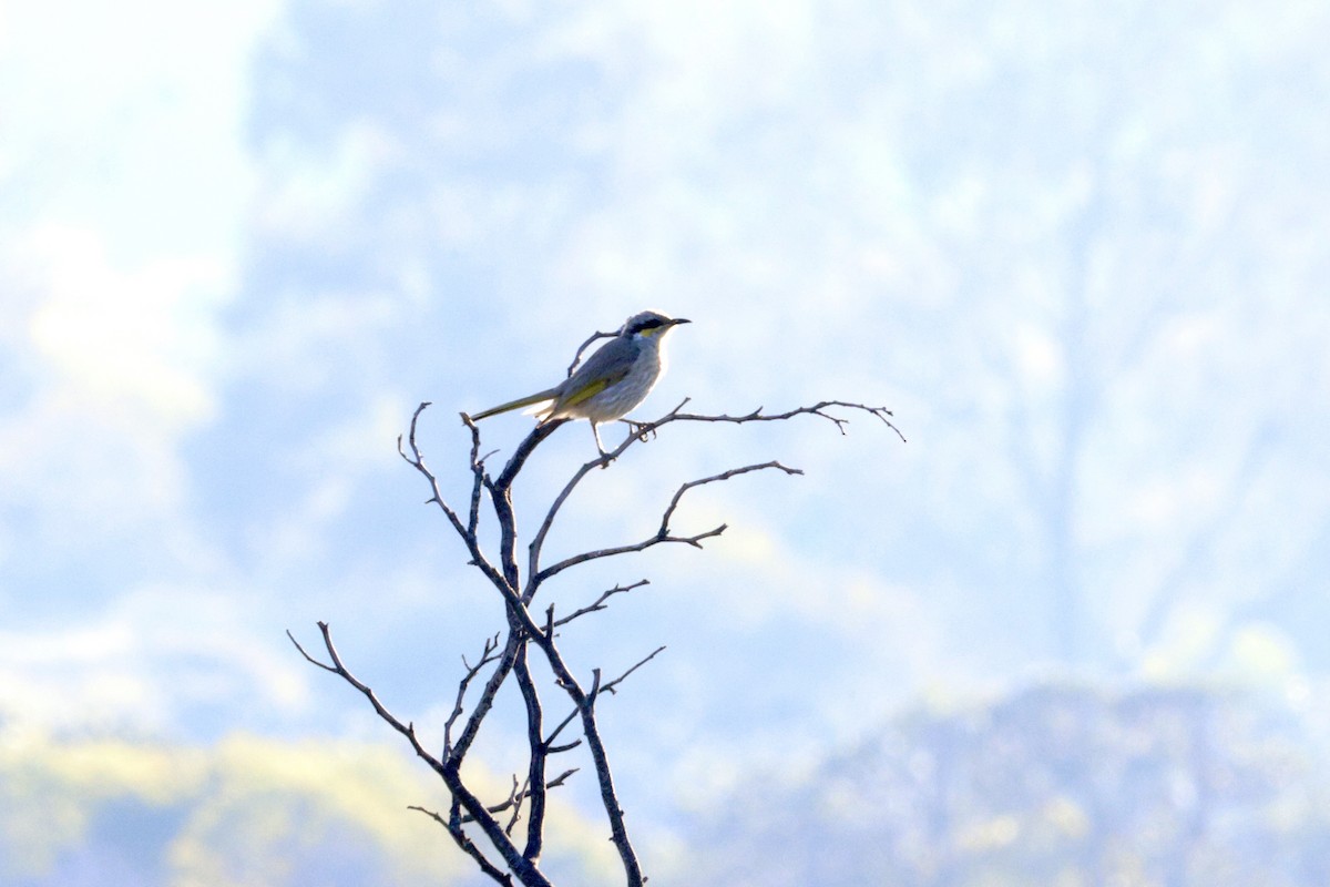 Singing Honeyeater - ML643252641