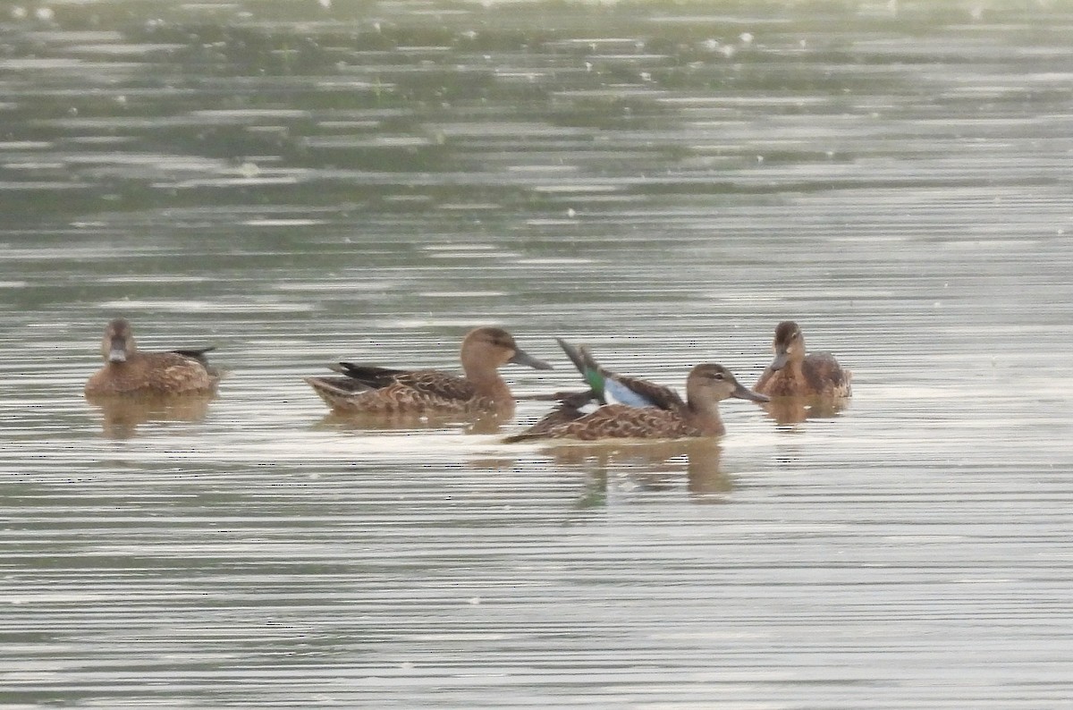 Blue-winged Teal - ML643252642