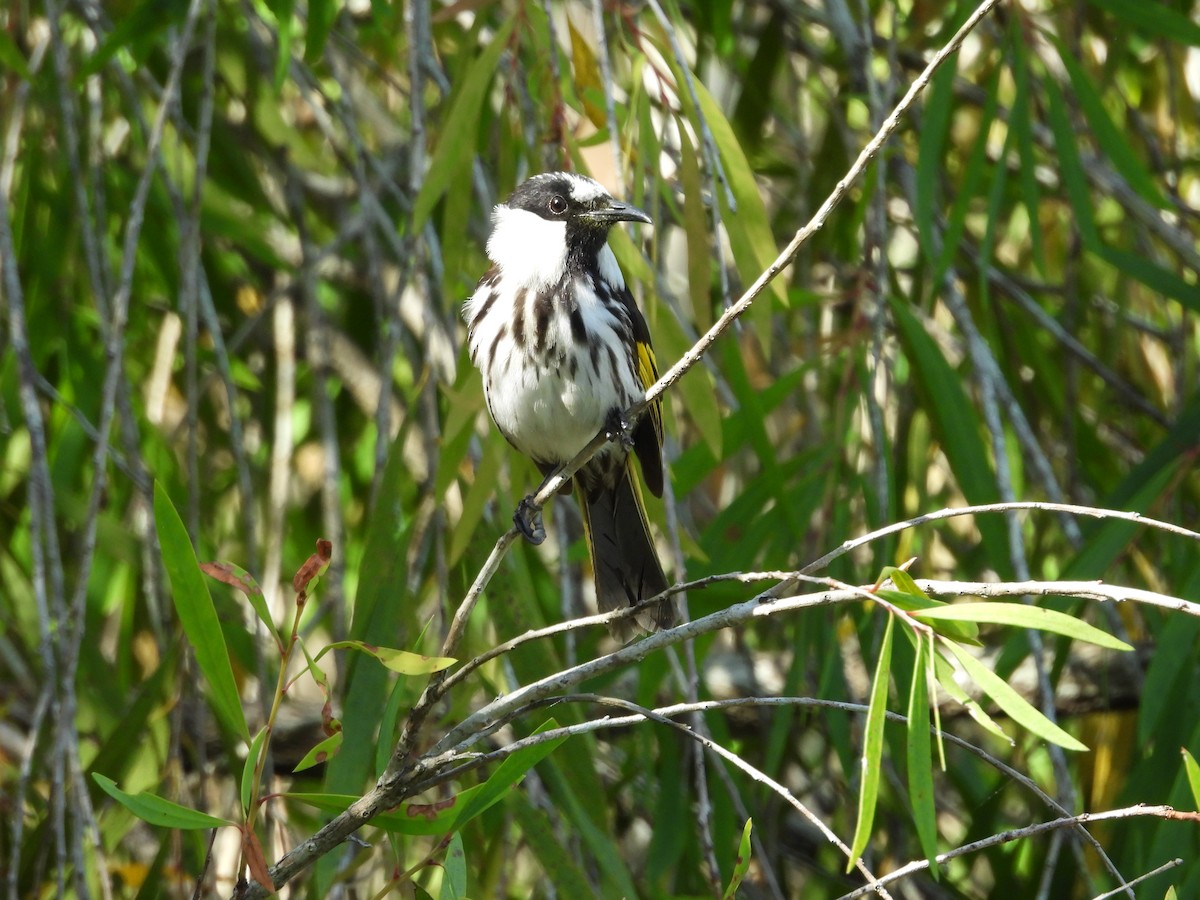 White-cheeked Honeyeater - ML643252651