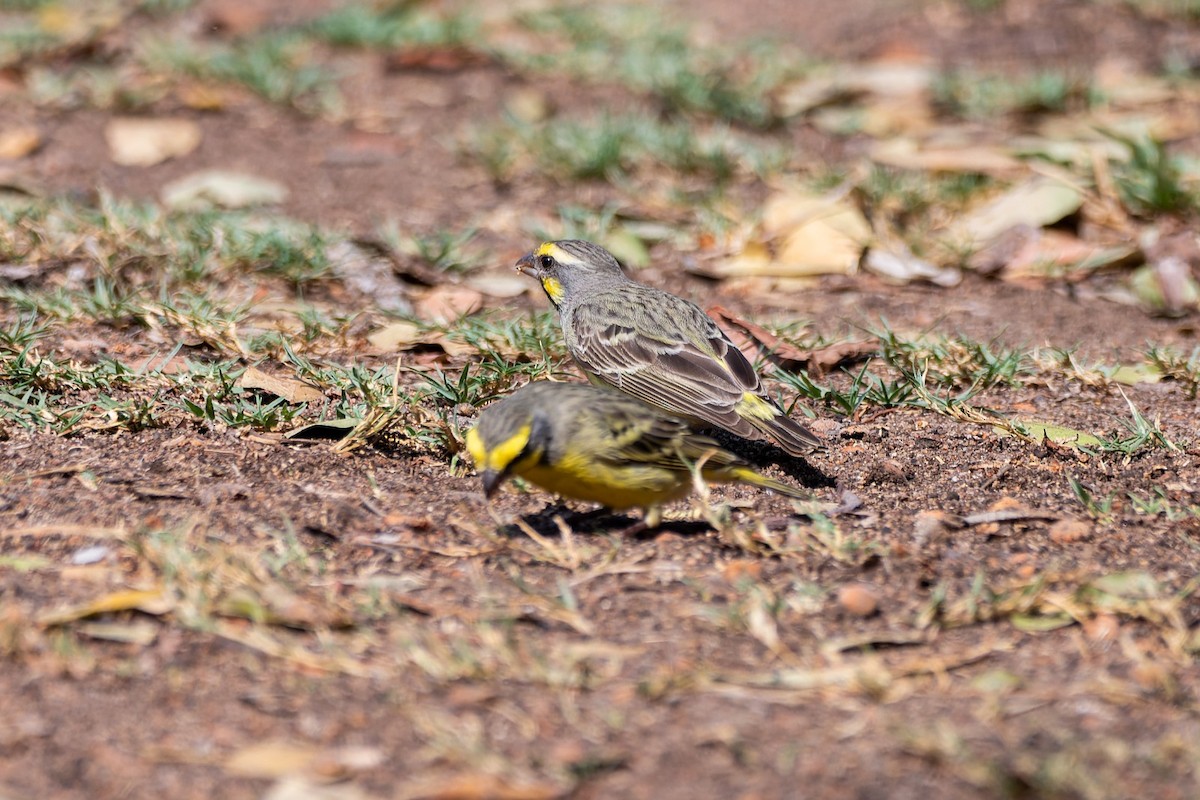 Yellow-fronted Canary - ML643252659