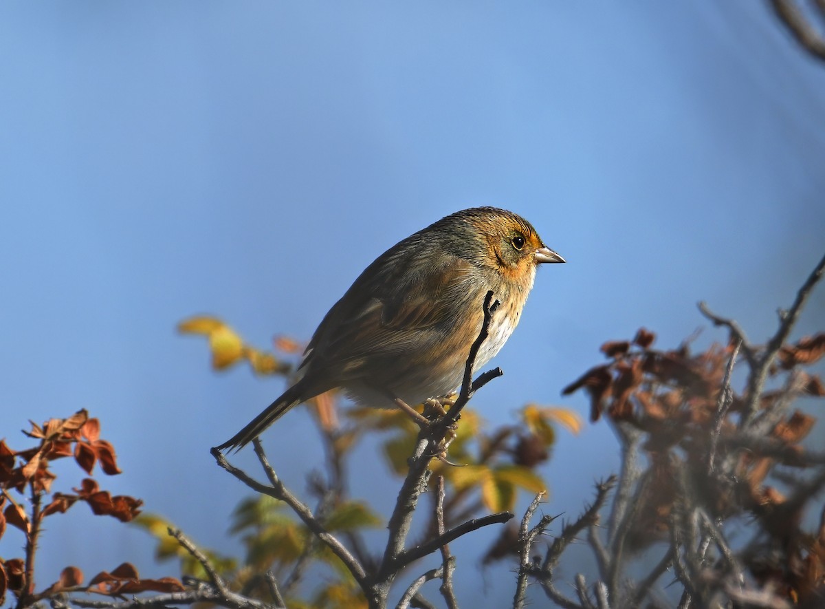 Nelson's Sparrow - ML643252662