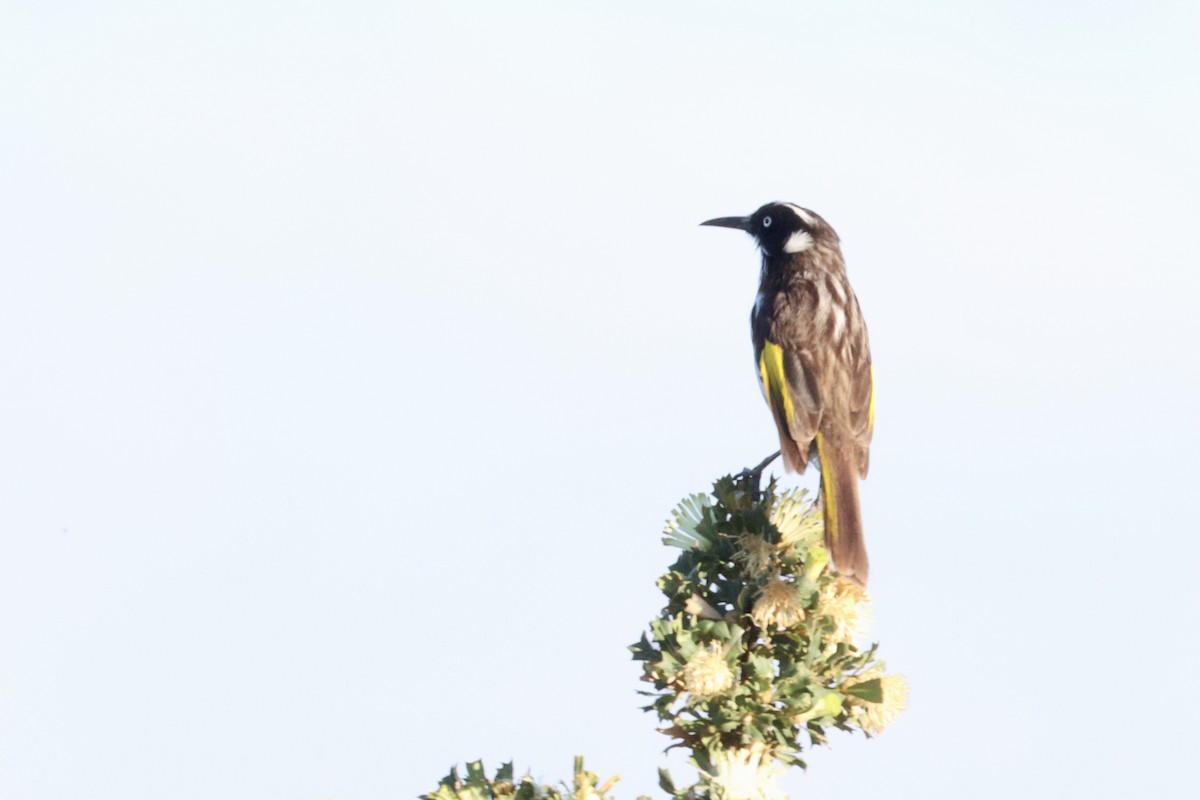 New Holland Honeyeater - ML643252666