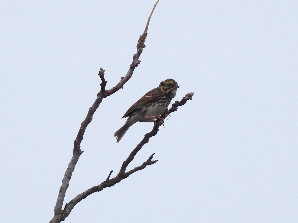 Savannah Sparrow - ML643252667