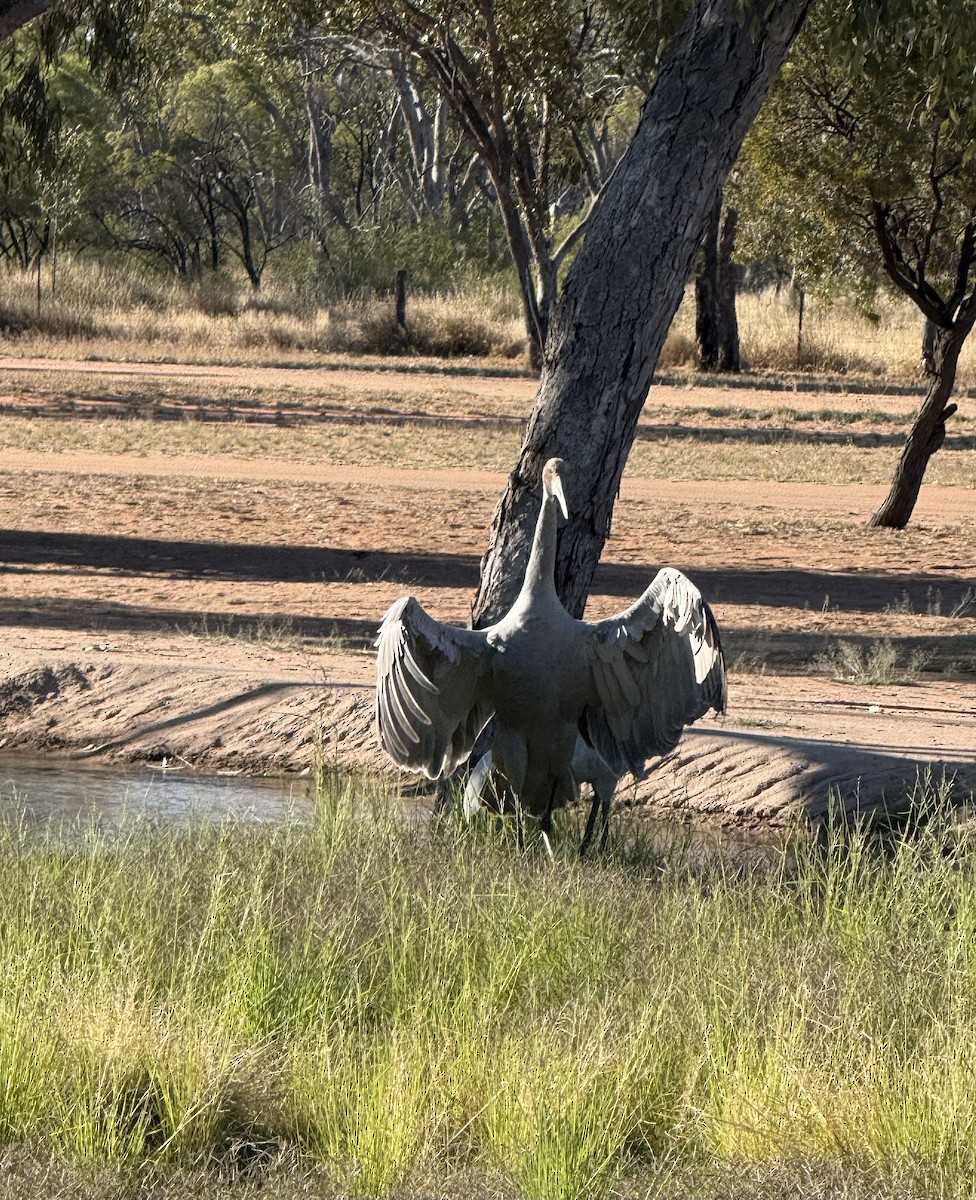 Brolga - ML643252671