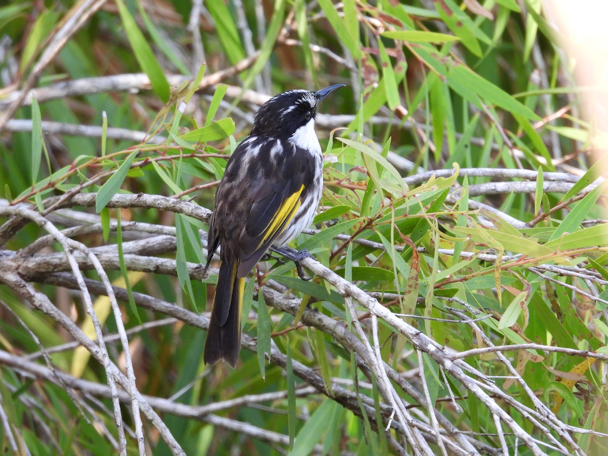 White-cheeked Honeyeater - ML643252673