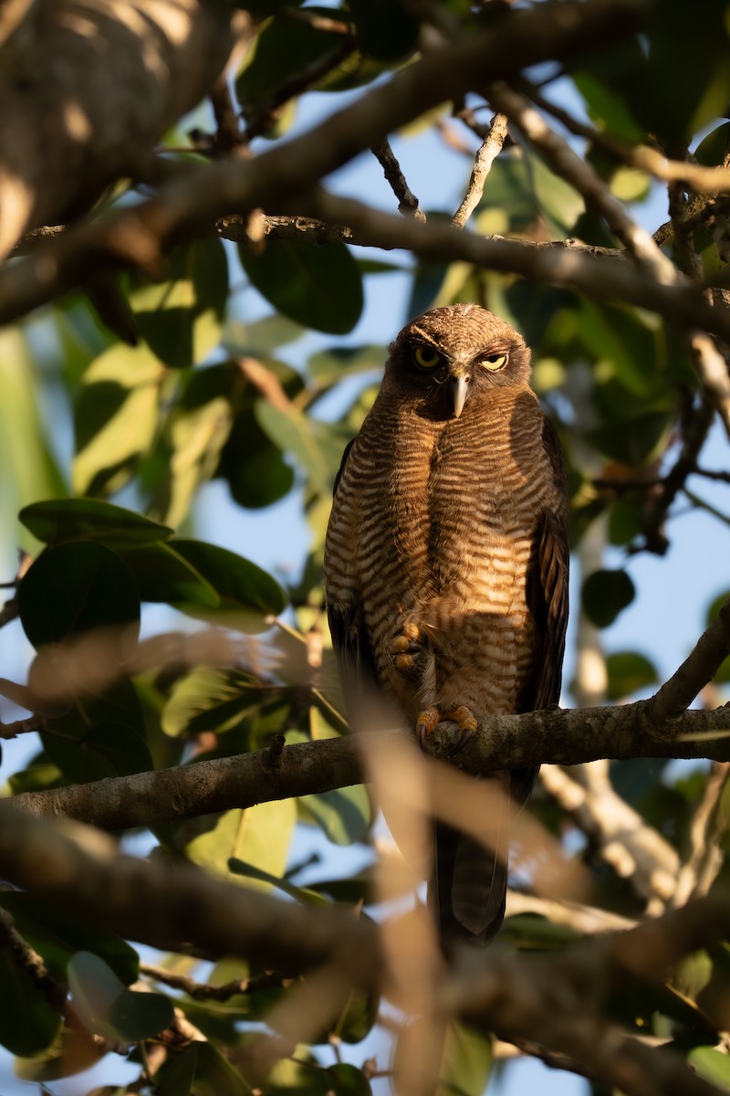 Rufous Owl - ML643252674