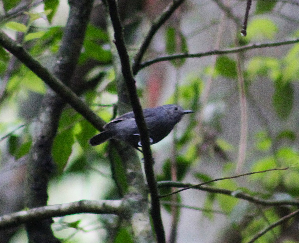 ムジヒメアリサザイ - ML643252687