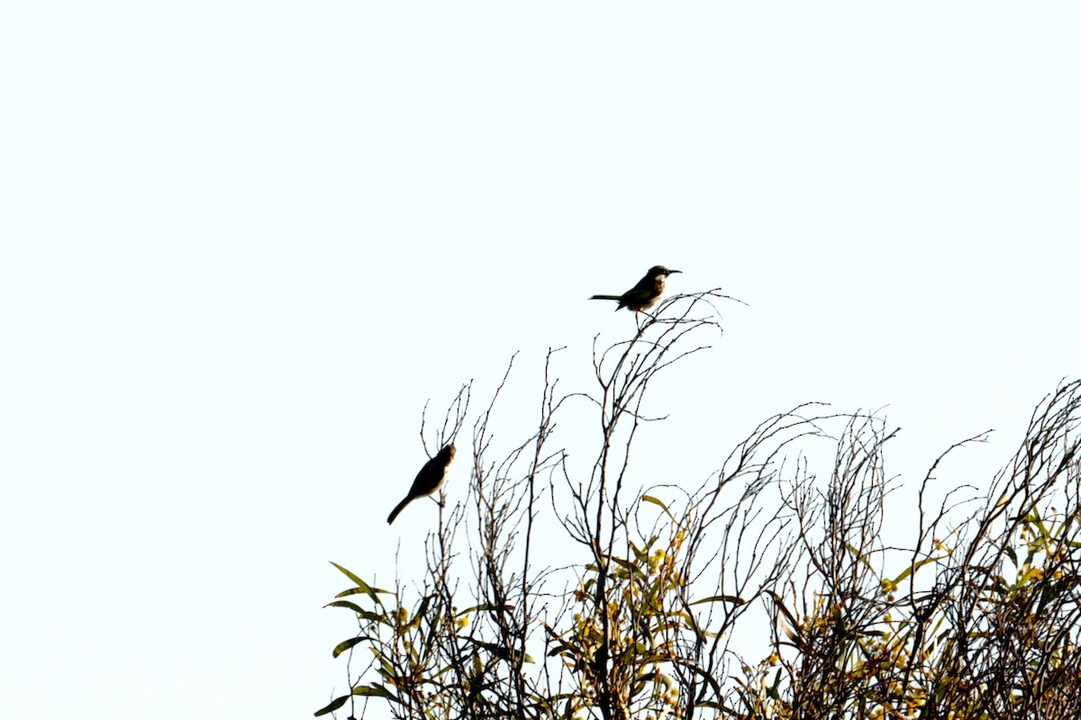 White-cheeked Honeyeater - ML643252688