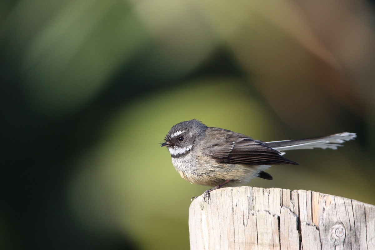 New Zealand Fantail - ML643252699