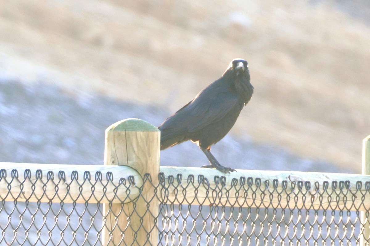 Australian Raven - ML643252700