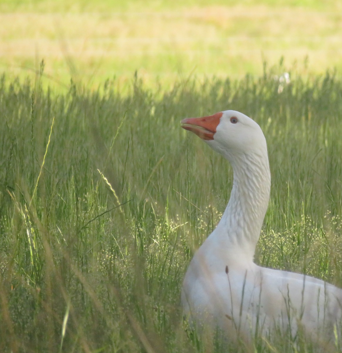 マガン属（家畜） - ML643252701