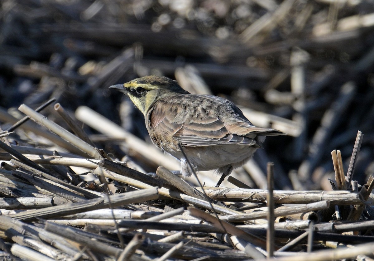 Horned Lark - ML643252712