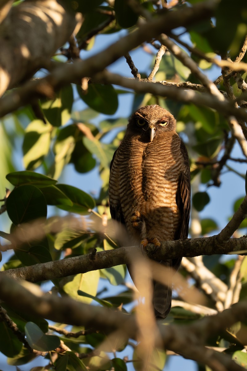 Rufous Owl - ML643252715