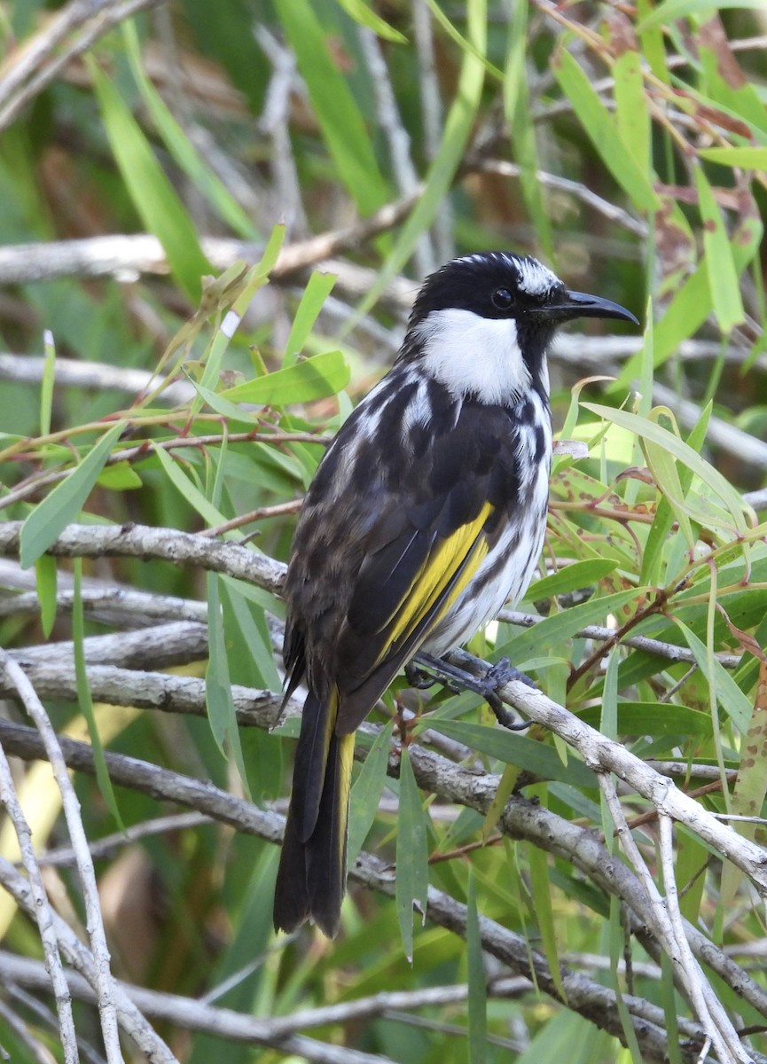 White-cheeked Honeyeater - ML643252716