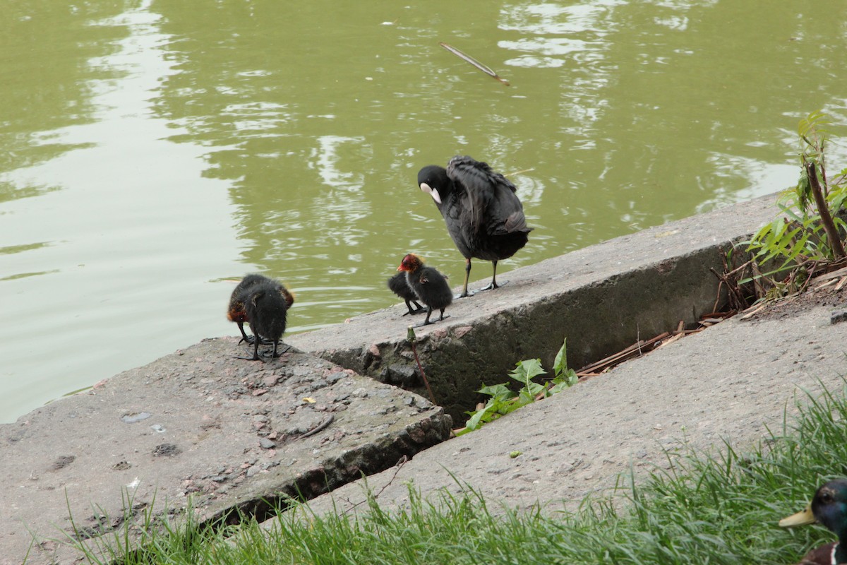 Folaga - ML643252720