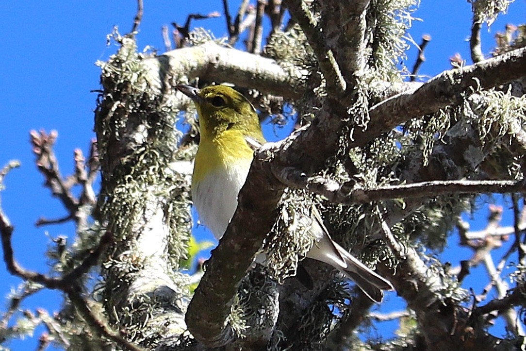 Yellow-throated Vireo - ML643252723