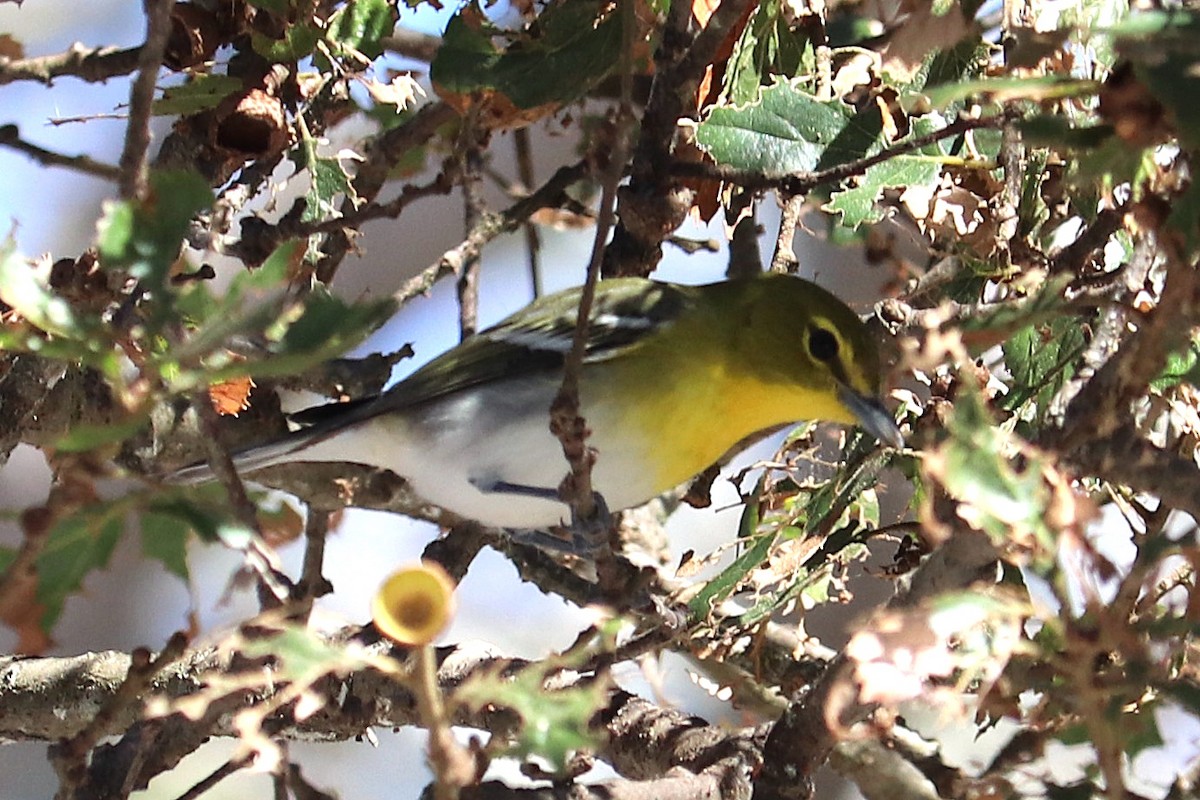 Yellow-throated Vireo - ML643252724
