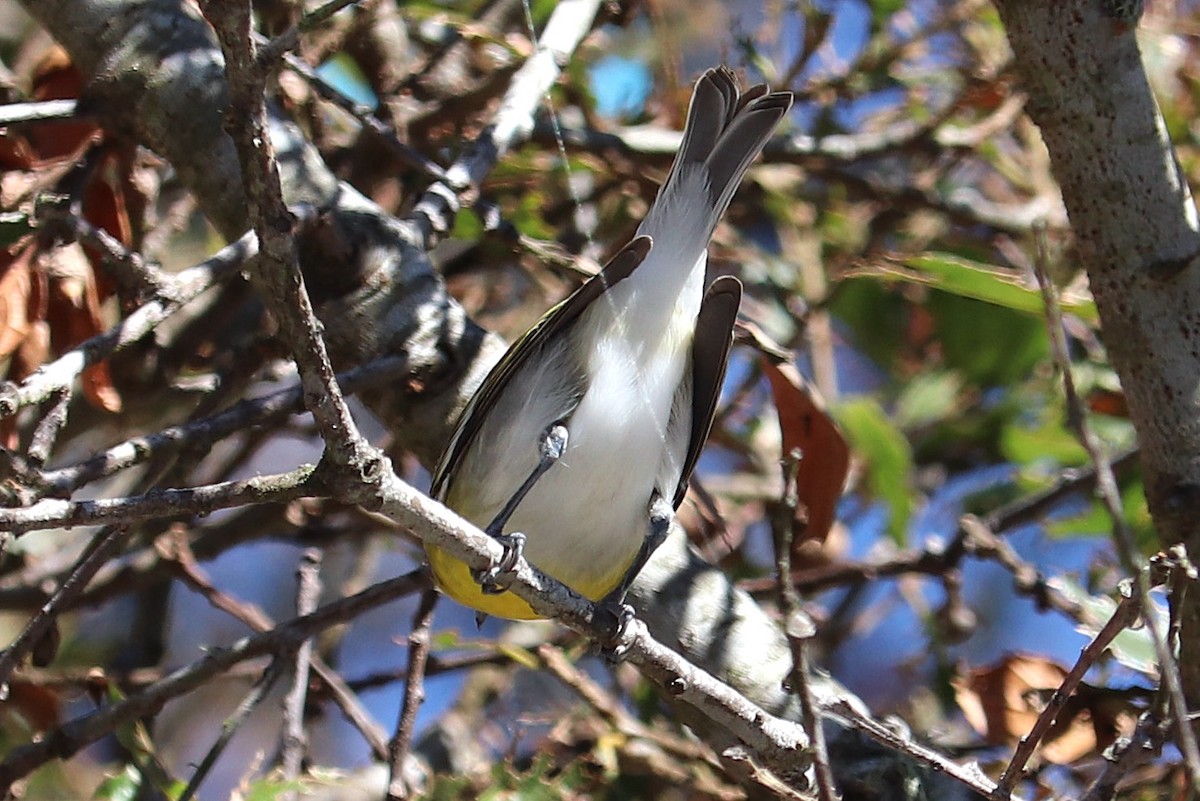 Yellow-throated Vireo - ML643252725