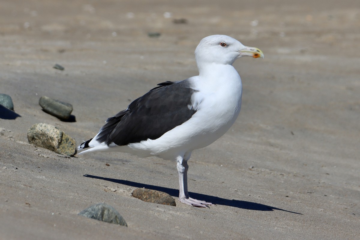 Great Black-backed Gull - ML643252727