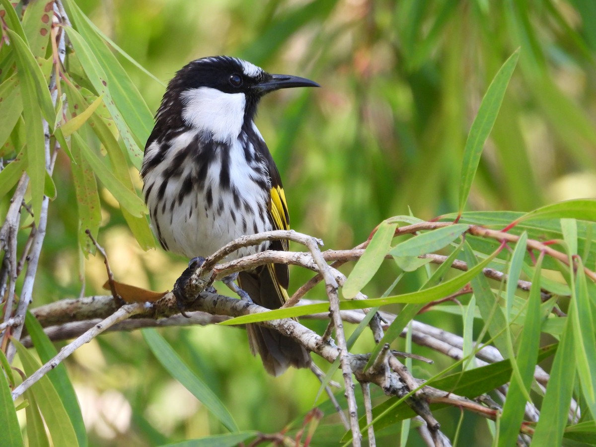 White-cheeked Honeyeater - ML643252730