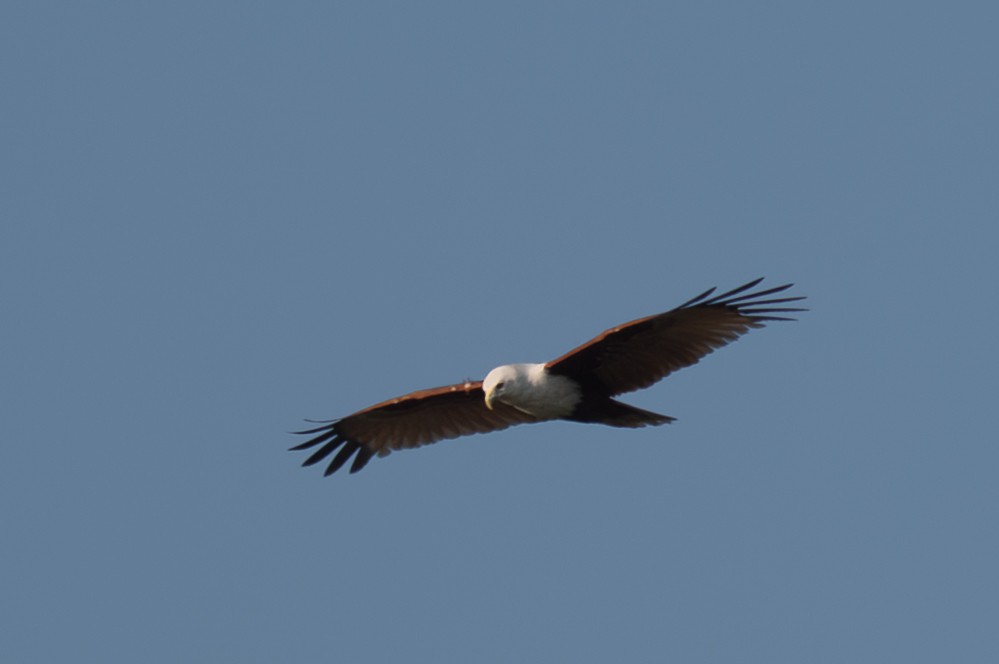 Brahminy Kite - ML643252731