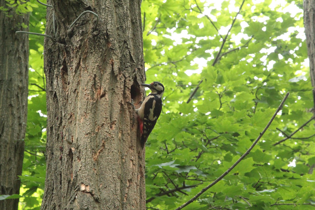 Picchio rosso maggiore - ML643252740
