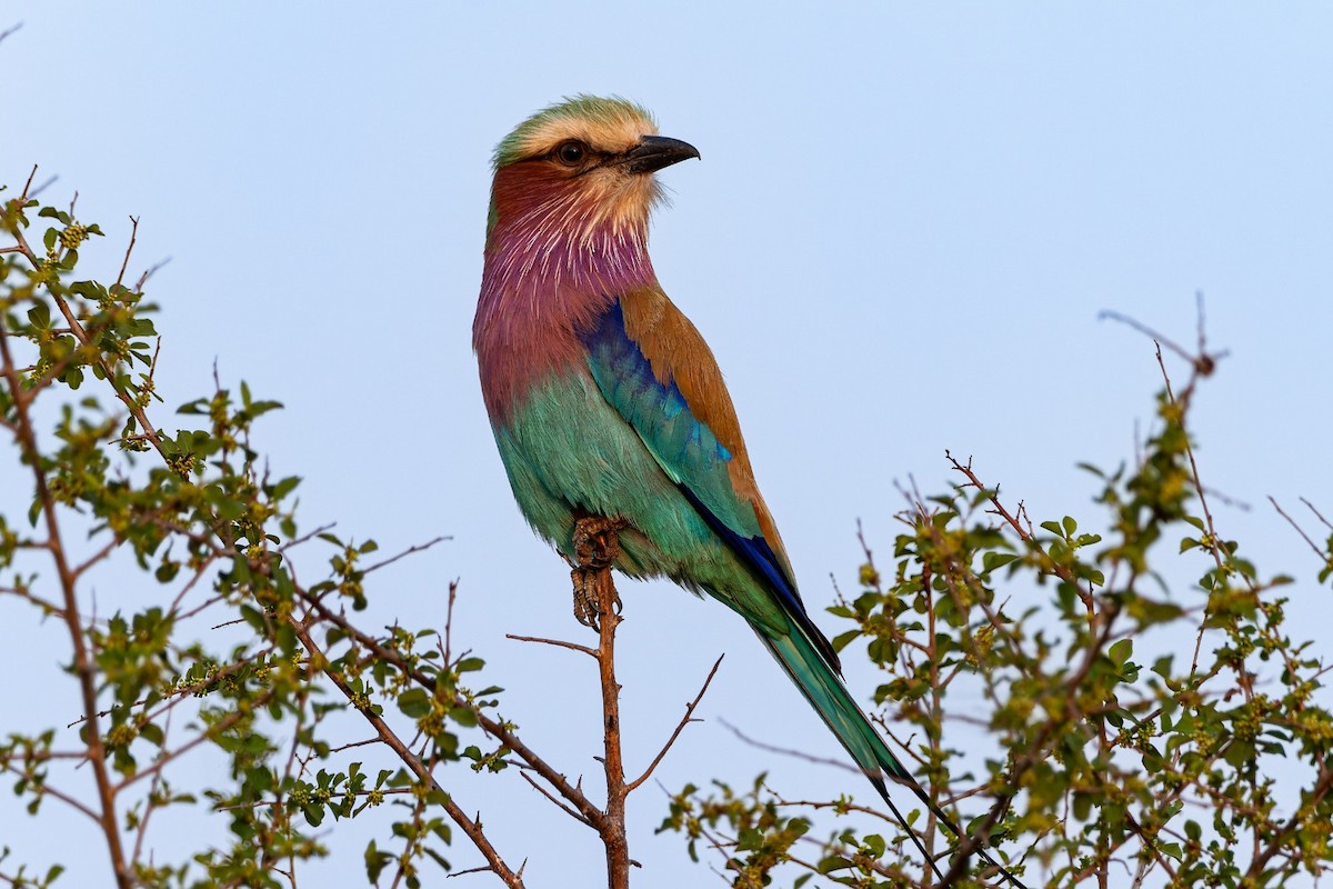 Lilac-breasted Roller - ML643252744