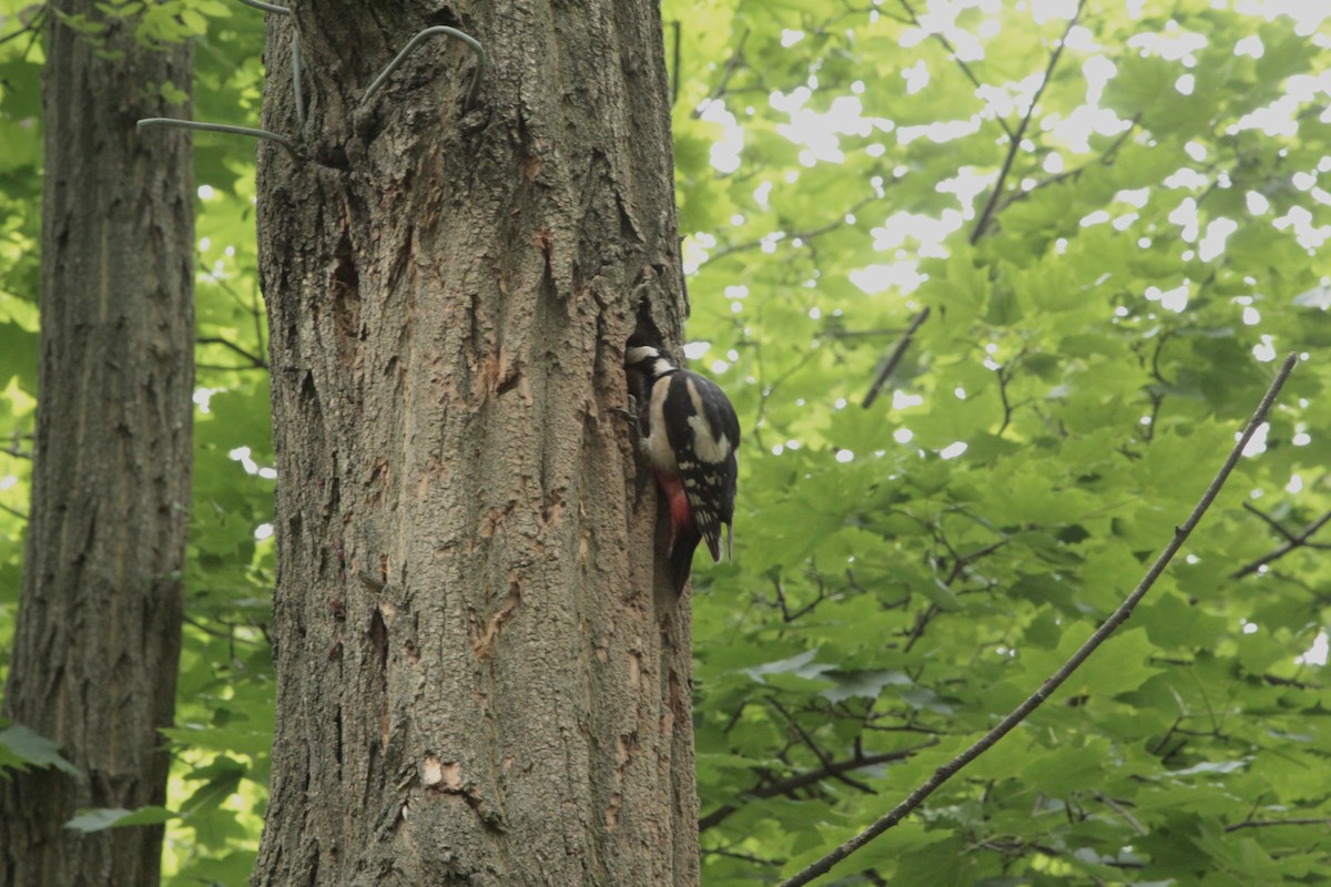 Picchio rosso maggiore - ML643252747