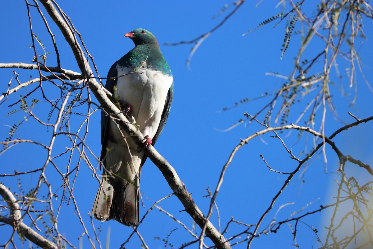 New Zealand Pigeon - ML643252766
